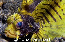 unusual yellow scorpionfish in the waters of Lembeh Strai... by Mona Dienhart 